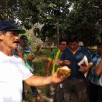 Productores serán capacitados para optimizar productividad del cacao