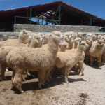 Protegerán más de 170 mil animales ante presencia de heladas