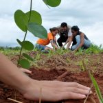 Reforestan faja marginal del río Huallaga-Sector Shansho en Bellavista