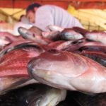 Sepa cómo elegir buen pescado para la Semana Santa