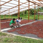 Supervisan condiciones laborales de cooperativa CACPI y de comités de apoyo para cosecha de cacao