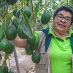 Productores arequipeños de palta hass cuadruplicaron producción en tres años