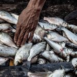 48 observaciones para vigilar en la hidrovía Amazonica