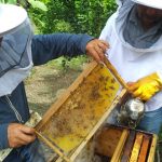 Amazonas: Senasa monitorea apiarios para descartar loque europea