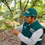 Ayacucho exportó más de 5 mil toneladas de Palta Hass a China