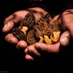 Cusco: hongos andinos son aliados contra la desnutrición
