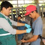 Evalúan condición sanitaria de aves en Ucayali para descarte de influenza aviar