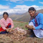 Minagri mejoró capacidades productivas de más de 1 400 productores de papa