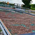 Goresam entrega módulo de post cosecha a productores de la comunidad Shepte