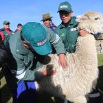 Huancavelica: Minagri distribuye Kits veterinarios para proteger a 700 cabezas de alpaca