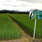 INIA intensifica desarrollo de variedad de arroz resistente a enfermedades