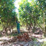 Impulsan el mejoramiento productivo del cacao en San Martín