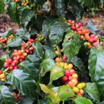 Incrementarán rendimiento de producción del café en cinco provincias de la región San Martín