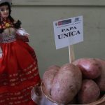 Junín: Alistan Festival de la Papa y la Leche en Huamanmarca