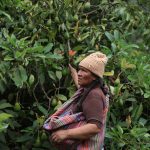 Junín: alistan I Festival de Palta Fuerte y Hass