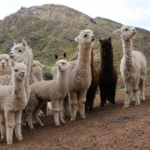 Minagri: Más de un millón de animales serán protegidos en temporada de heladas