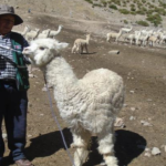 Minagri capacita a alpaqueros en Apurímac