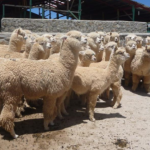 Minagri instalará cobertizo en Puno para ganado por bajas temperaturas