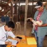 Realizan control sanitario en eventos gallísticos en Ucayali