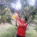 San Martín: Vigilancia fitosanitaria contra incidencia de plagas en cultivo de naranja