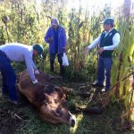 Senasa realizó inspección clínica de animales en la región Amazonas