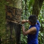 Amazonas: Comunidades awajún y wampis producen láminas para la industria del calzado