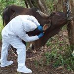Amazonas: Senasa realizó simulacro para el control de fiebre aftosa