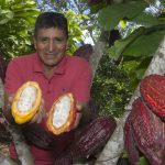 Apoyan a campesinos de Mazamari con la siembra de cacao de alto rendimiento