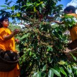 Comunidades del Vraem producen café en armonía con el bosque
