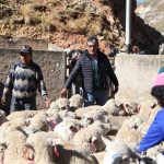 Despliegan brigadas agrarias en zonas altoandinas en Junín