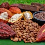 Existen 12 830 toneladas de cacao en grano almacenado
