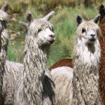 Minagri atenderá a más de 230 mil alpacas en el Cusco