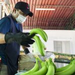 Minagri inaugura cámara de frío para conservación de banano orgánico en Piura