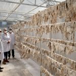Otorgan autorización sanitaria a primera planta procesadora de charqui en Ayacucho