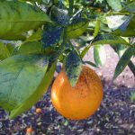 Realizan campaña para el control del hongo Fumagina en el cultivo de la naranja