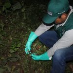 Refuerzan control de caracol gigante en la selva central