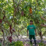 San Martín: Capacitan en manejo de poda a más de 100 beneficiarios
