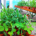 San Martín: Impulsan reducción de cadmio en suelo y plantas de cacao