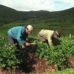 Sector agropecuario creció 4.3% entre enero-abril de este año