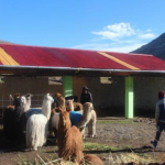 Apurímac: Construyen cobertizos para proteger ganado en temporada de heladas