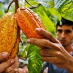 Arranca proyecto de cacao de más de US$1 millón 800 mil en cuatro regiones