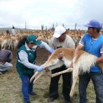 Ayacucho: Senasa refuerza acompañamiento técnico en comunidades de crianza de vicuñas