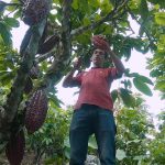 Cacaoteros realizan pasantía a empresas comercializadoras de cacao y chocolate