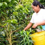 Capacitarán a pequeños productores de café en catación y barismo