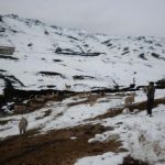 Evalúan daños por bajas temperaturas en Cajamarca y Huancavelica