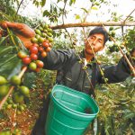 Impulsan optimización de la calidad en la producción cafetera en San Martín