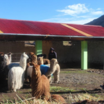 Incrementarán cobertizos para animales en cuatro regiones más contra heladas