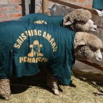 Junín: Alistan taller internacional de juzgamiento de ovinos