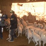 Junín: Desarrollan campaña sanitaria para ganado ovino en Chupaca