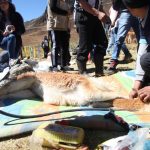 Junín: Realizan festival de chaccu ecoturístico de vicuñas